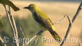 Video of Golden oriole - Golden oriole on the top of the tree near to its nest